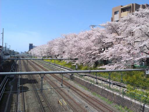 お花見散策